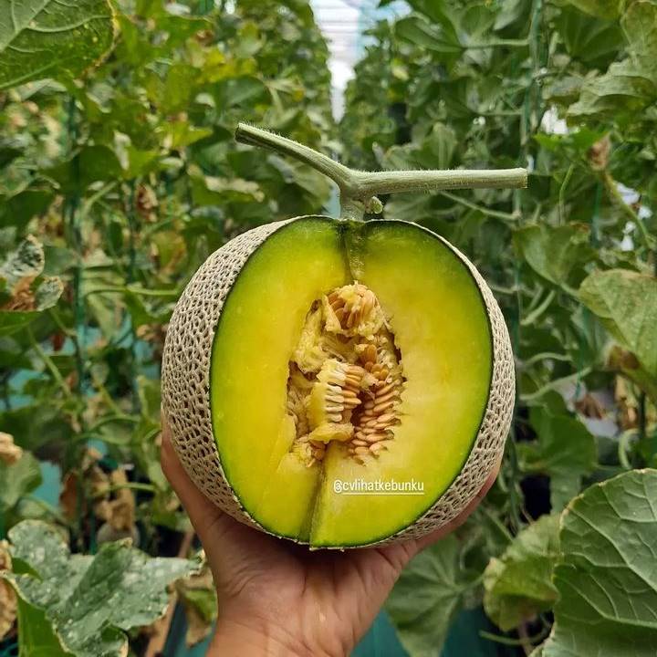 supplier buah melon